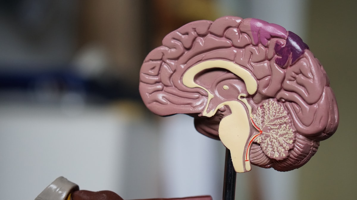 Bilan neuropsychologique à Montpellier : guide complet 2024